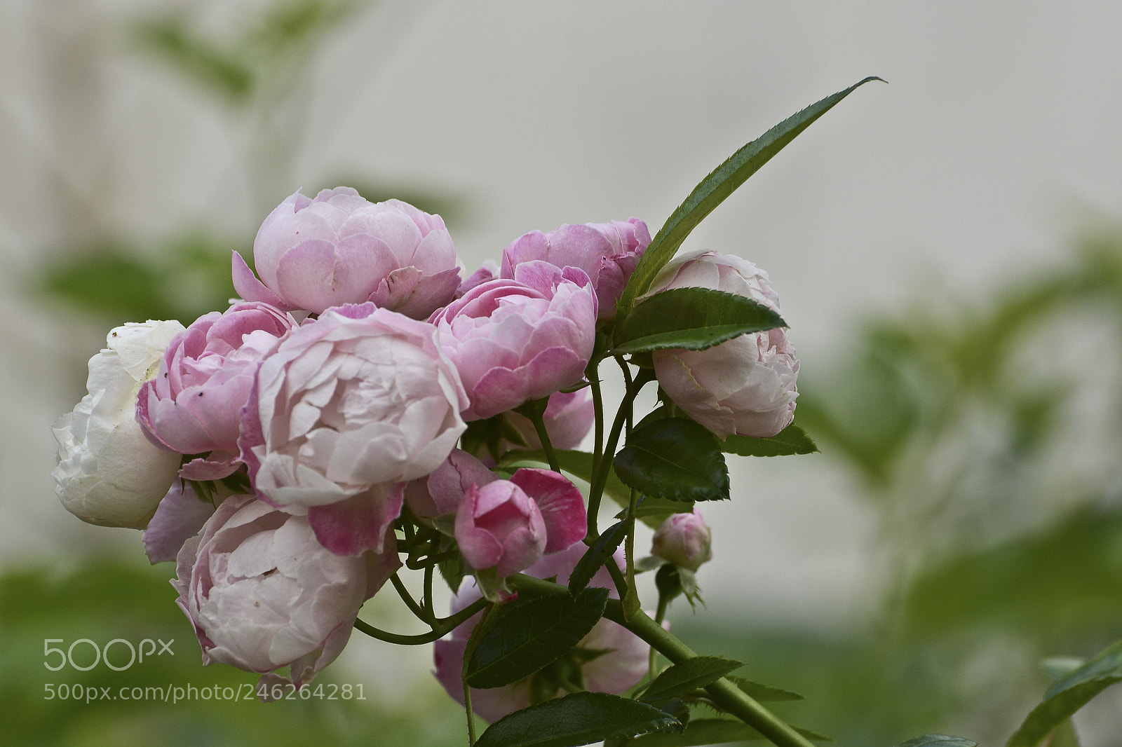 Nikon D7100 sample photo. Em um pequeno jardim photography