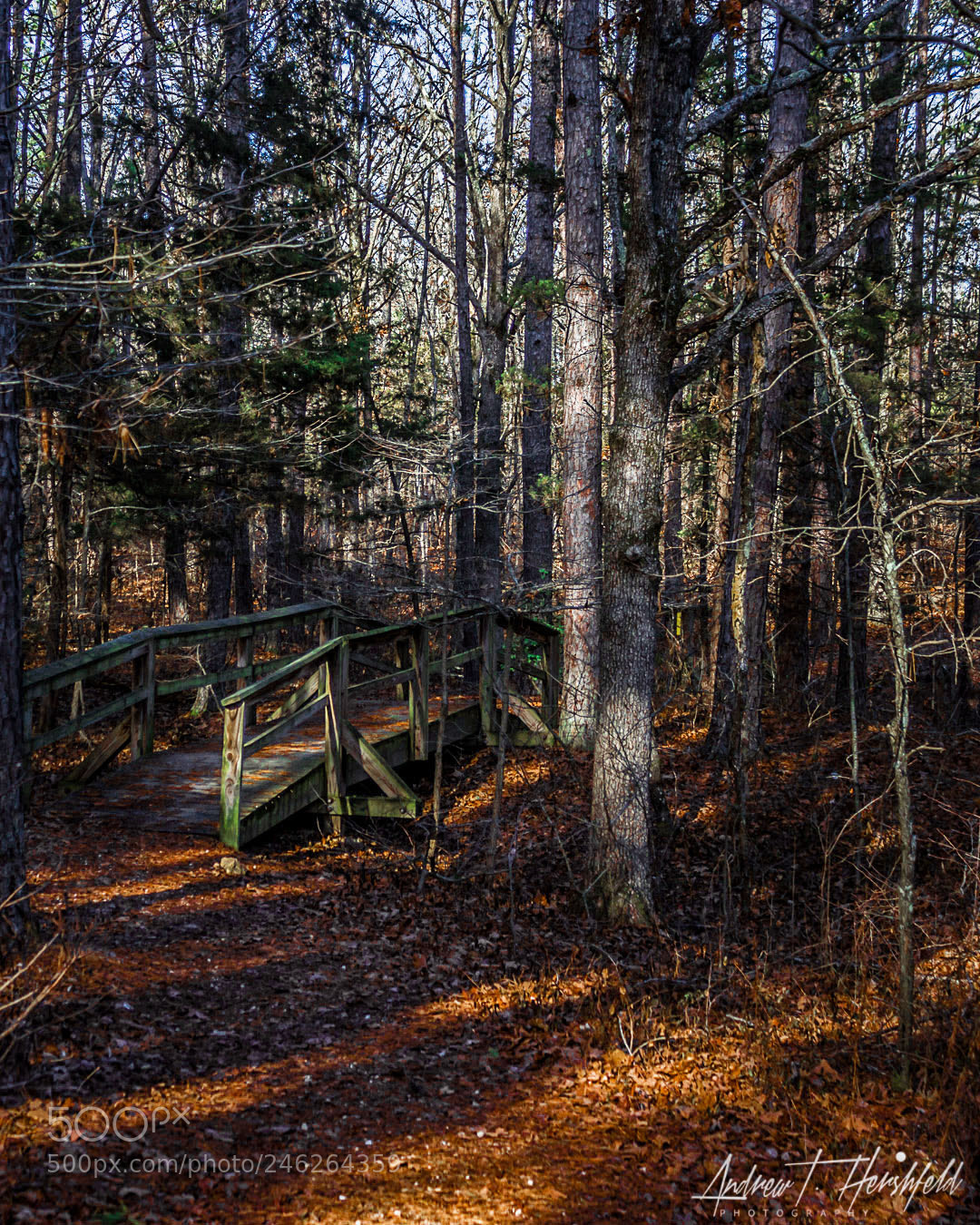 Canon EOS 600D (Rebel EOS T3i / EOS Kiss X5) sample photo. Bridge in the woods photography