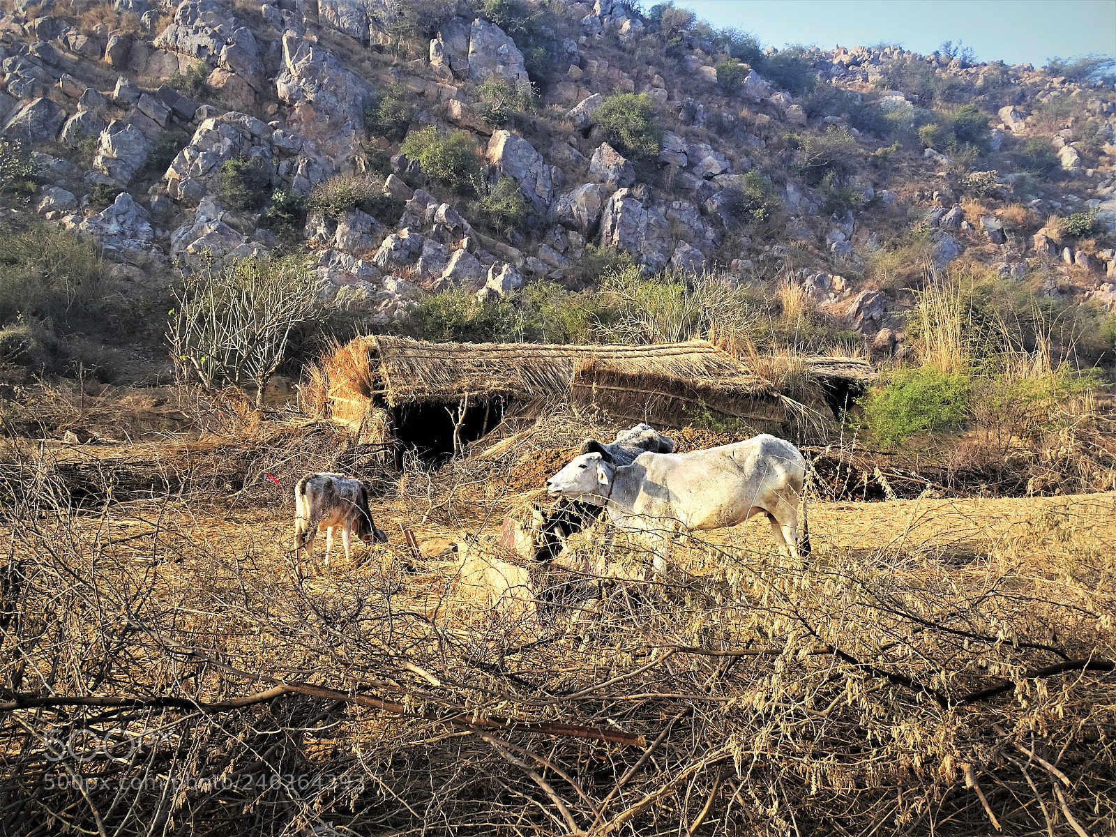 Sony Cyber-shot DSC-HX400V sample photo. Cattle yard photography