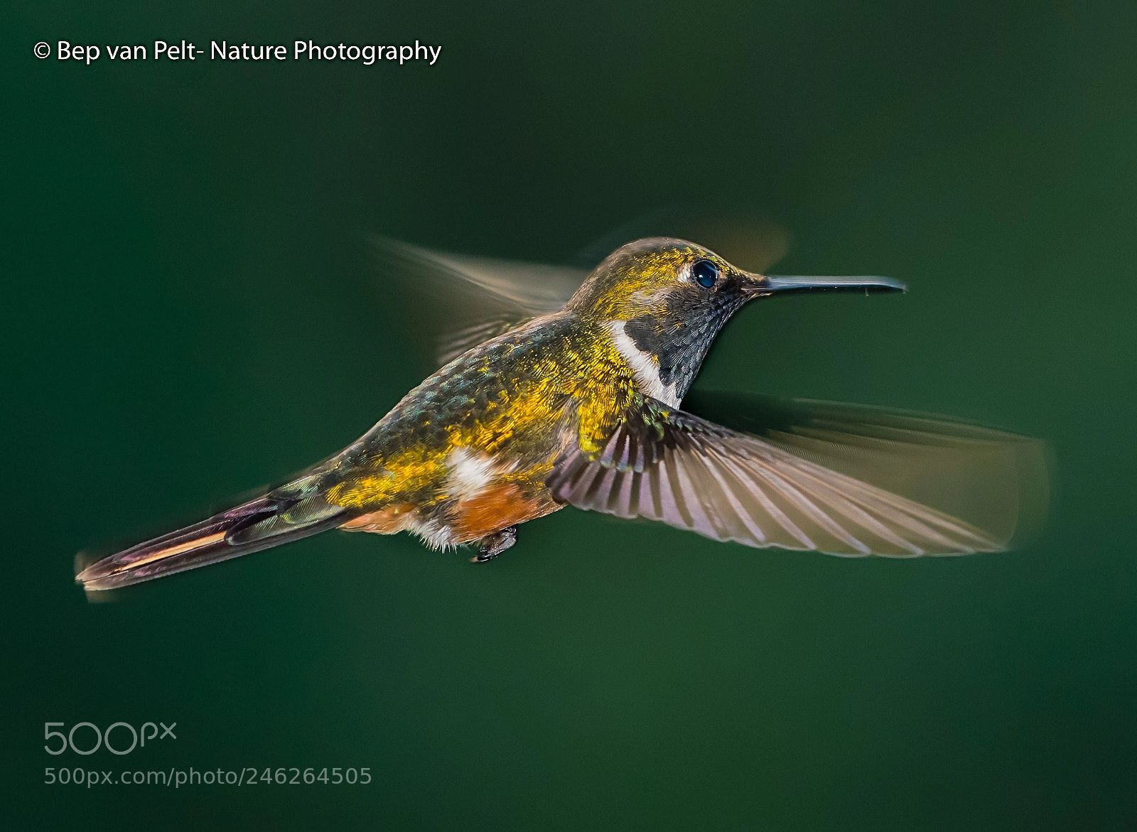 Nikon AF-S Nikkor 200-500mm F5.6E ED VR sample photo. Magenta throated woodstar photography