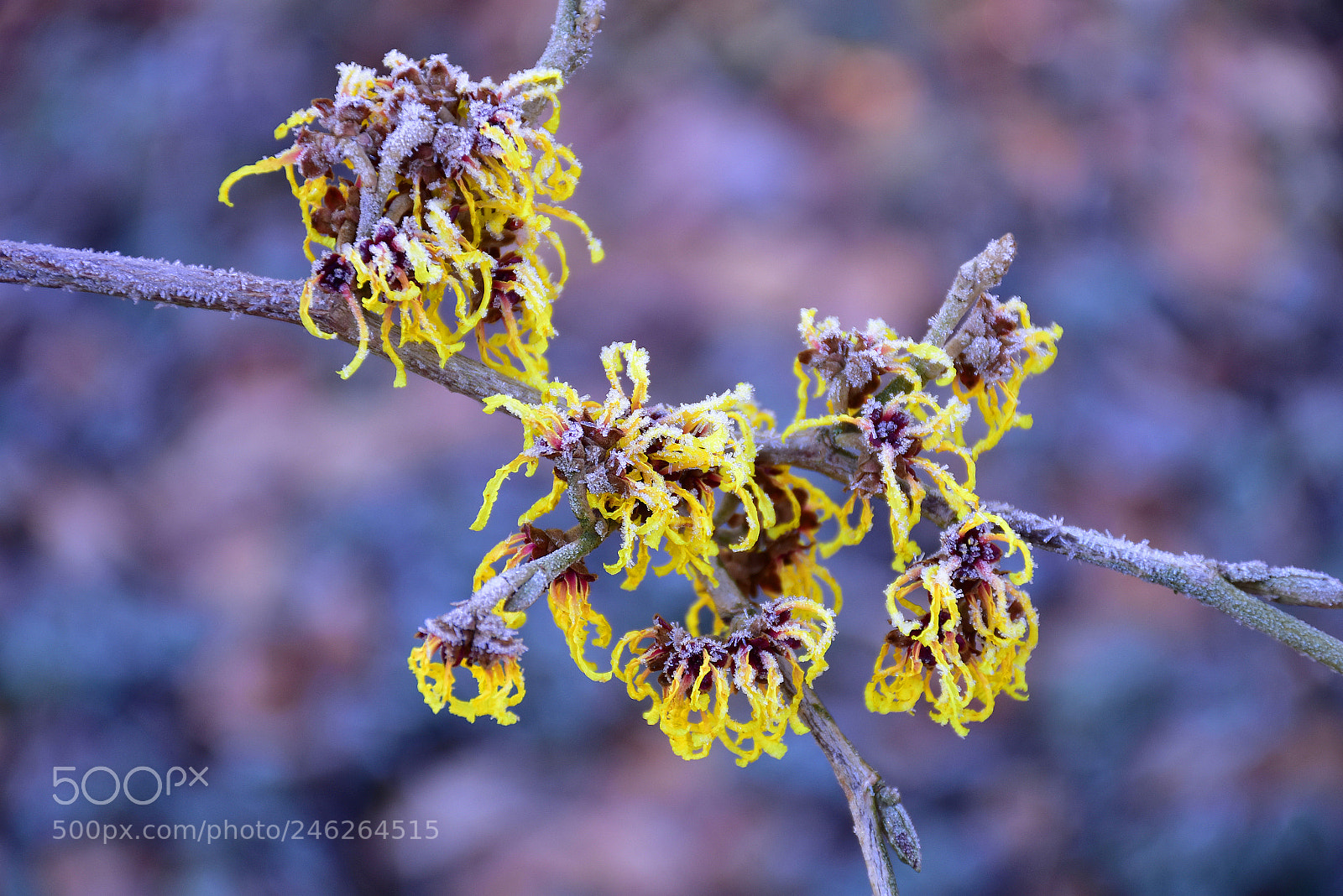 Nikon D7200 sample photo. Mistery frozen plant photography