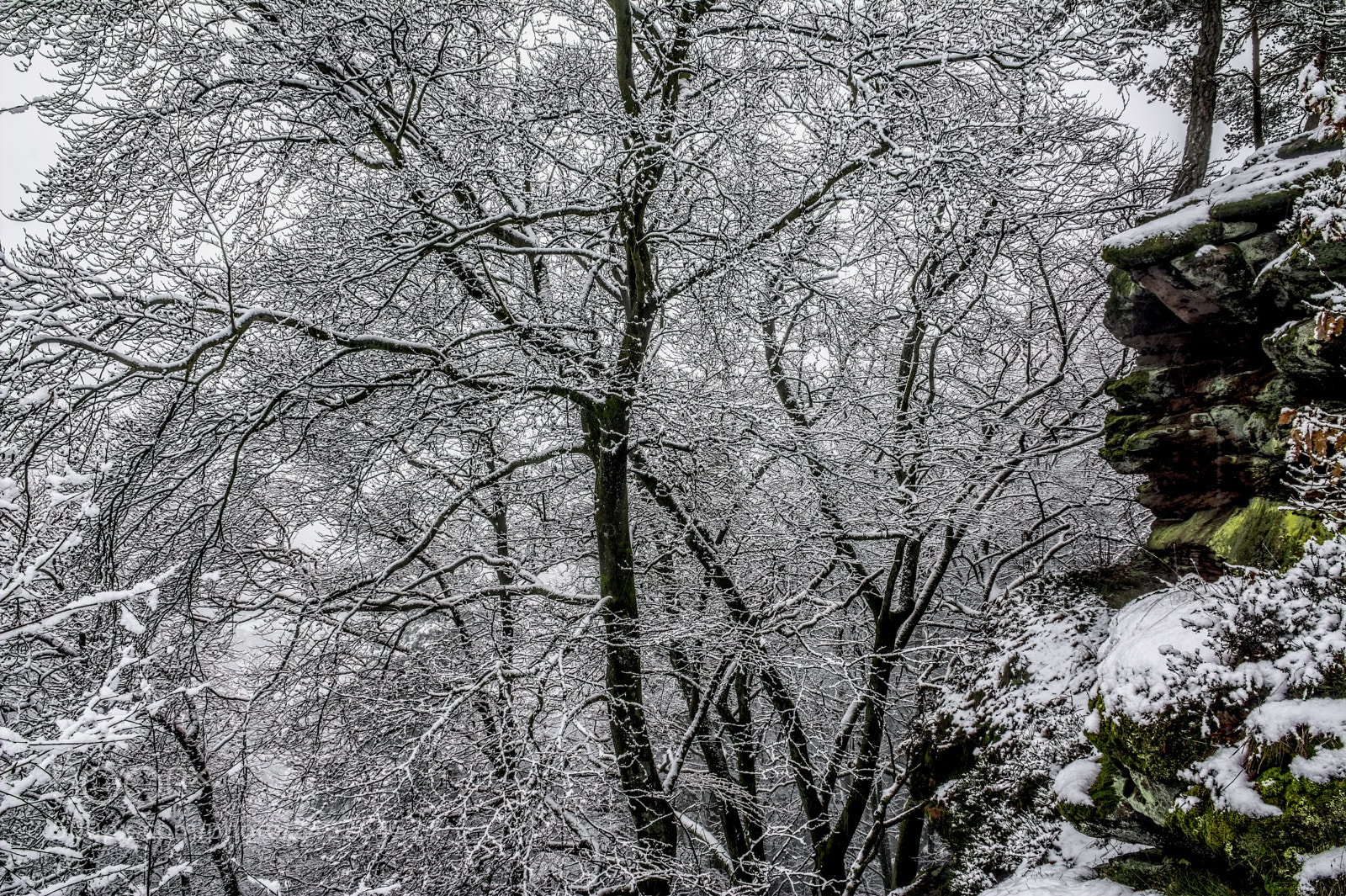 Nikon D7100 sample photo. Forest35 photography