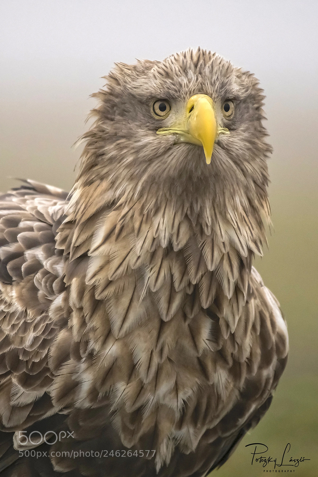 Nikon D850 sample photo. Eagle photography