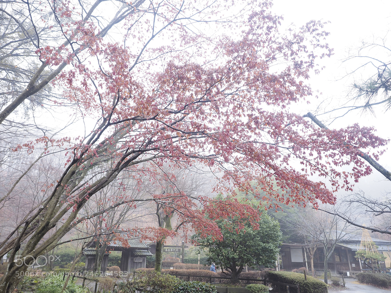 Olympus OM-D E-M1 sample photo. Morning mist photography