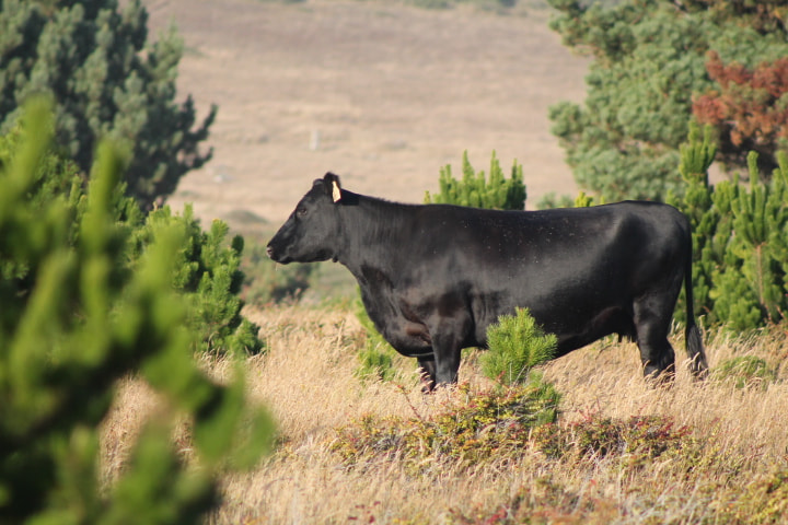 Canon EOS 1100D (EOS Rebel T3 / EOS Kiss X50) + EF75-300mm f/4-5.6 sample photo. Cow field photography