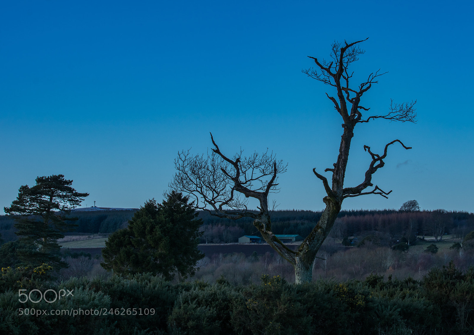 Pentax K-3 sample photo. Efforts bare tree photography