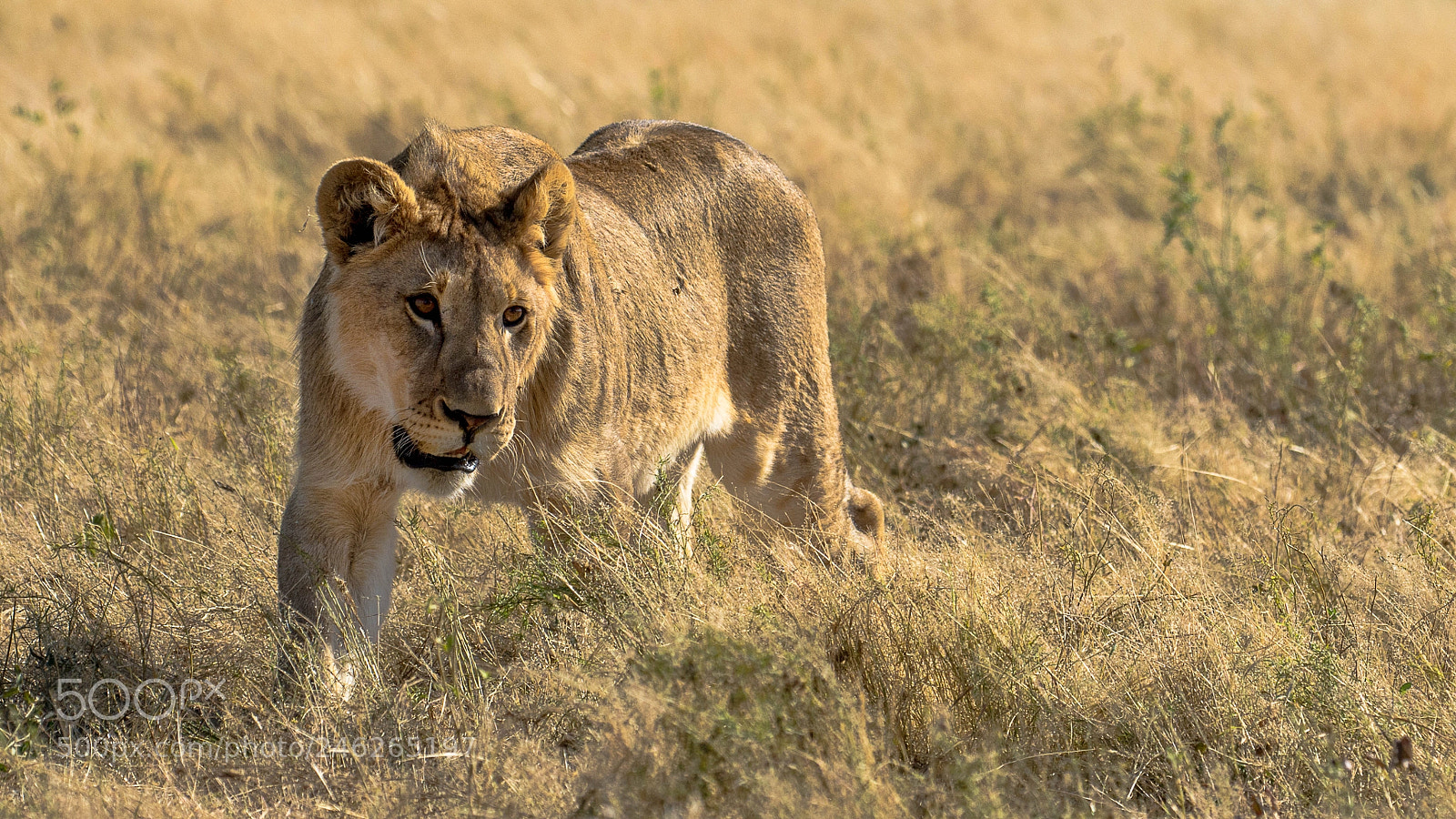 Pentax K-5 II sample photo. Young lion photography