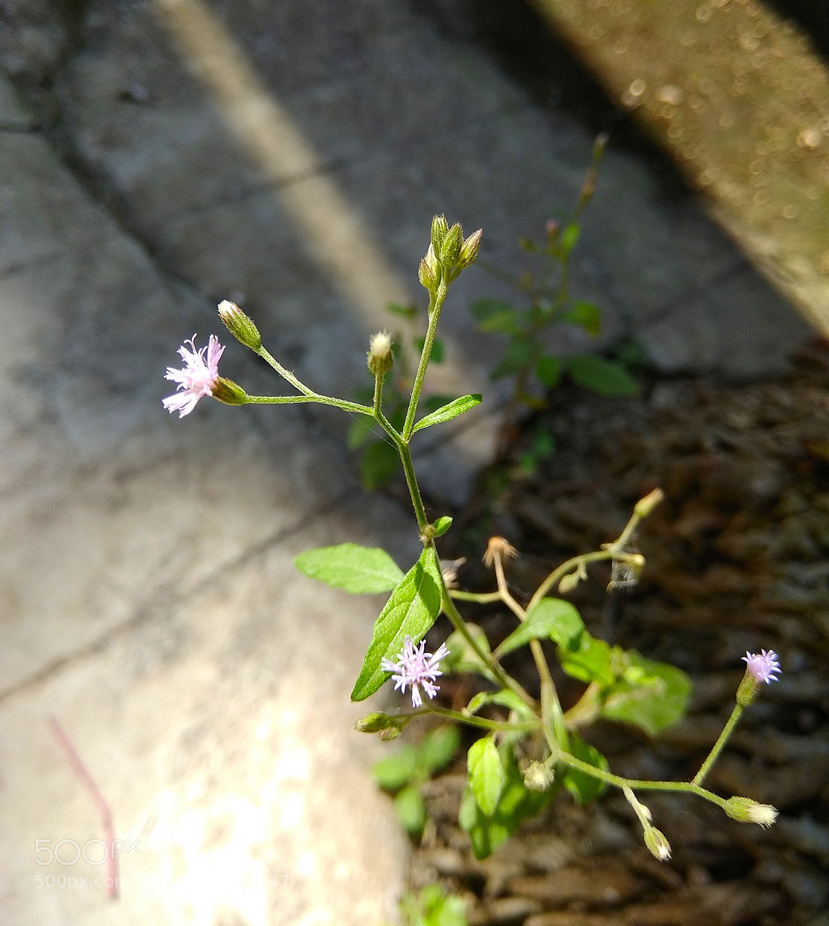 Xiaomi Redmi Note 4 sample photo. Neglected flowers!! photography