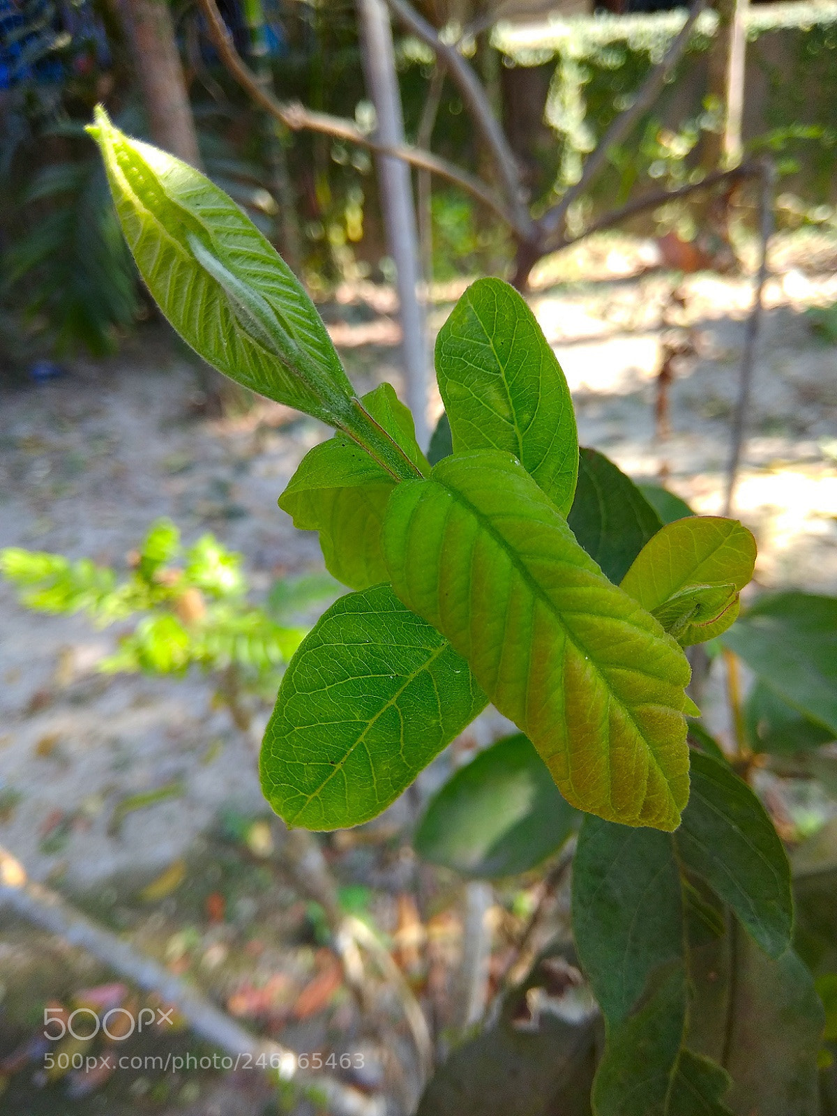 Xiaomi Redmi Note 4 sample photo. New leaf of a photography