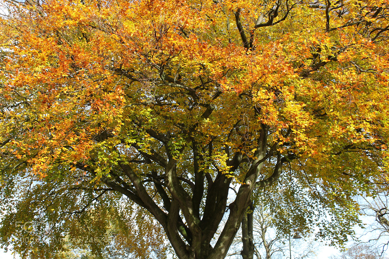 Canon EF-S 18-55mm F3.5-5.6 III sample photo. The golden tree photography