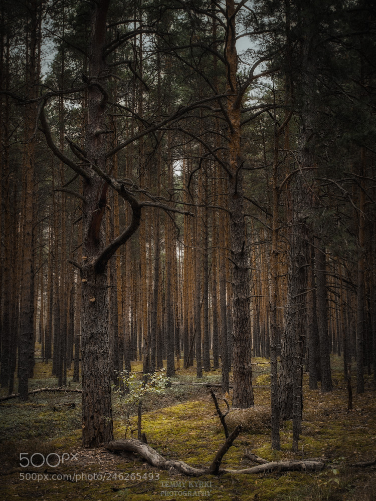 Canon EOS 7D sample photo. Forest photography
