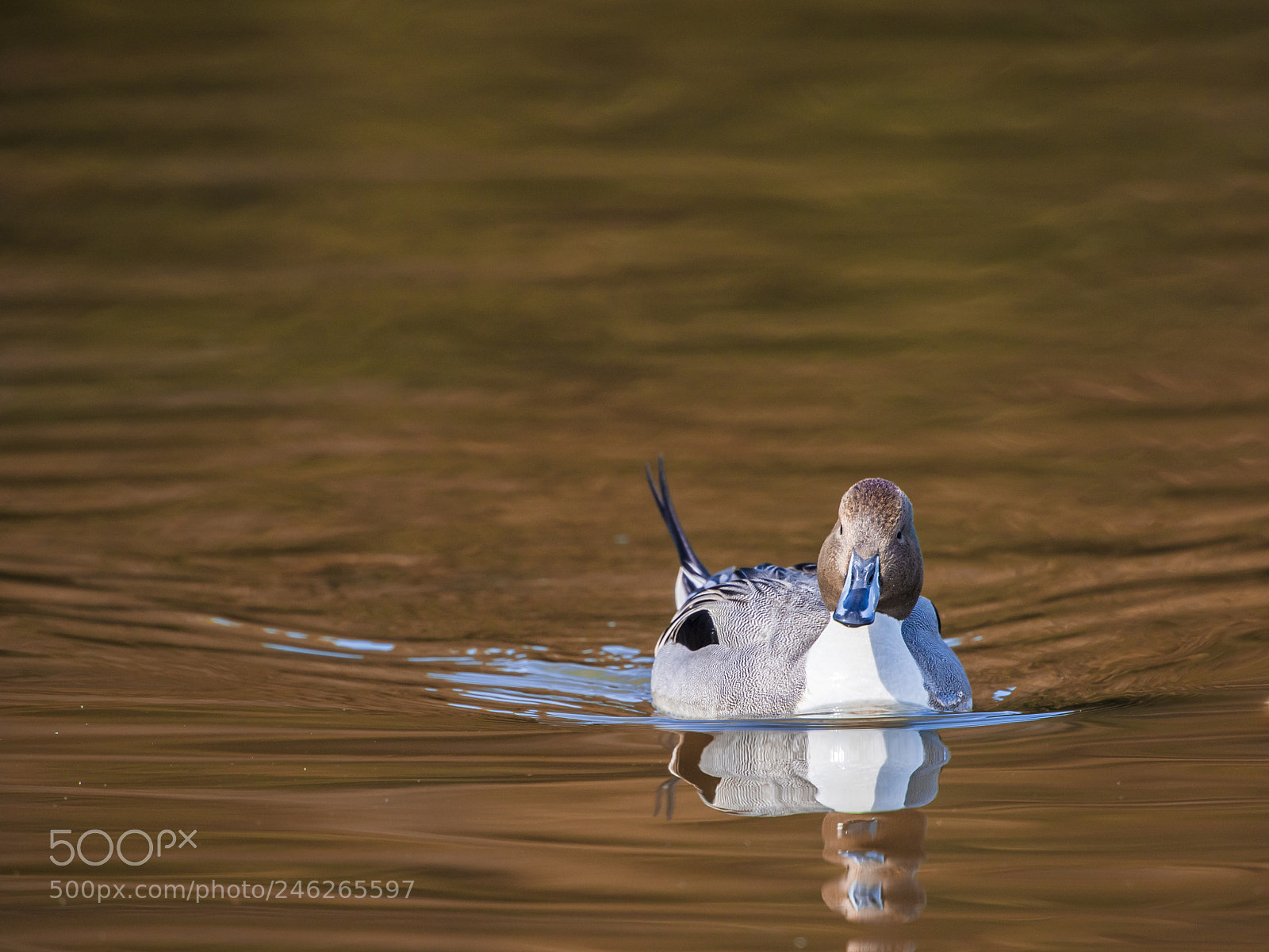 Nikon D5 sample photo. A waterbird photography