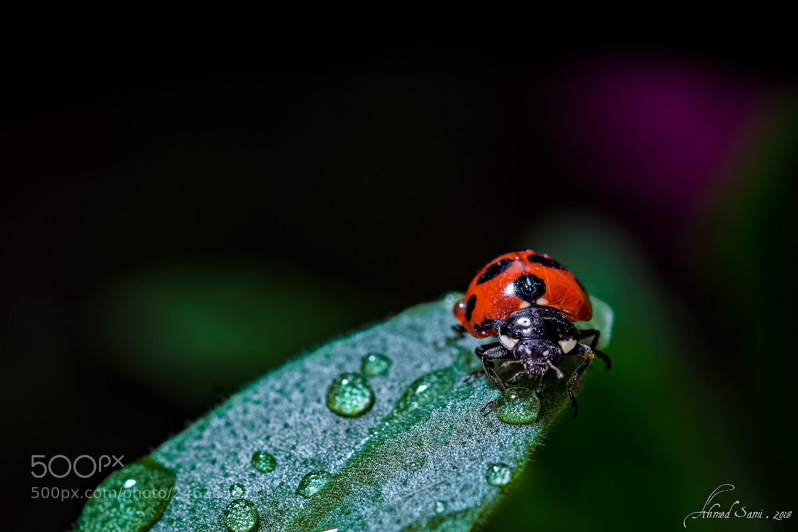 Nikon D7100 sample photo. Is that water?! photography