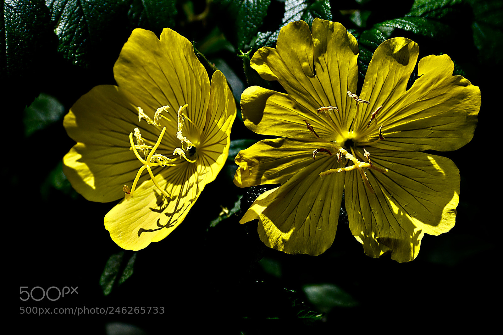 Nikon D500 sample photo. Жёлтые цветы photography