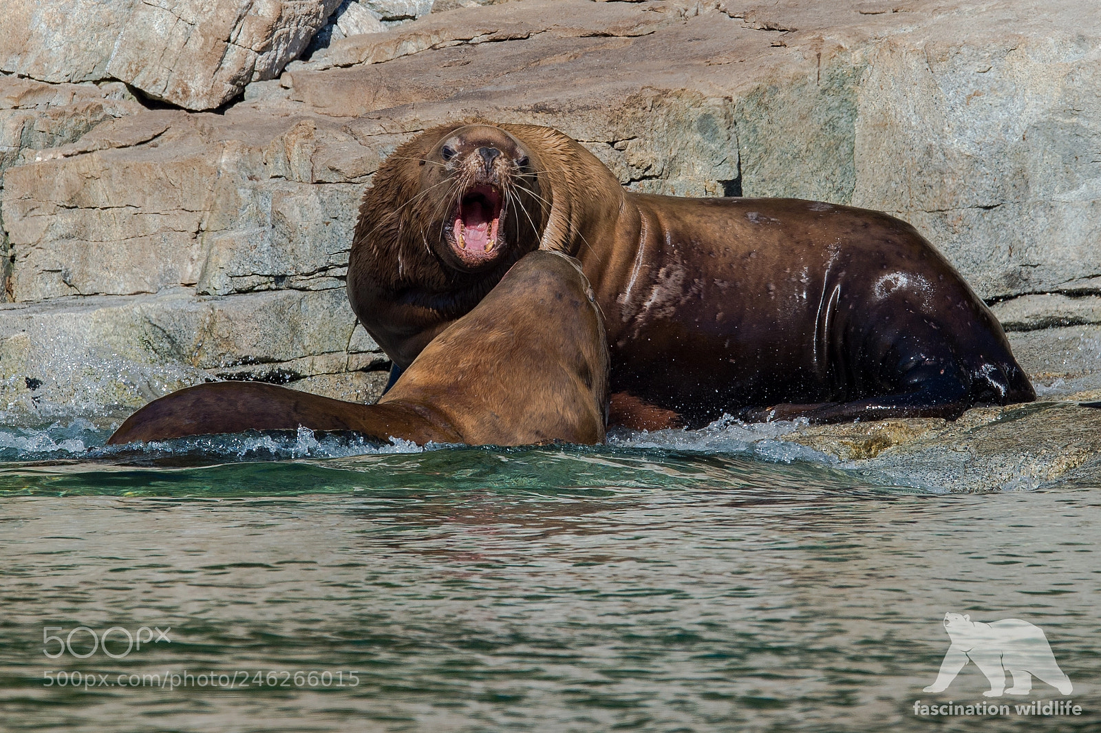 Nikon D4S sample photo. Steller sea lions photography