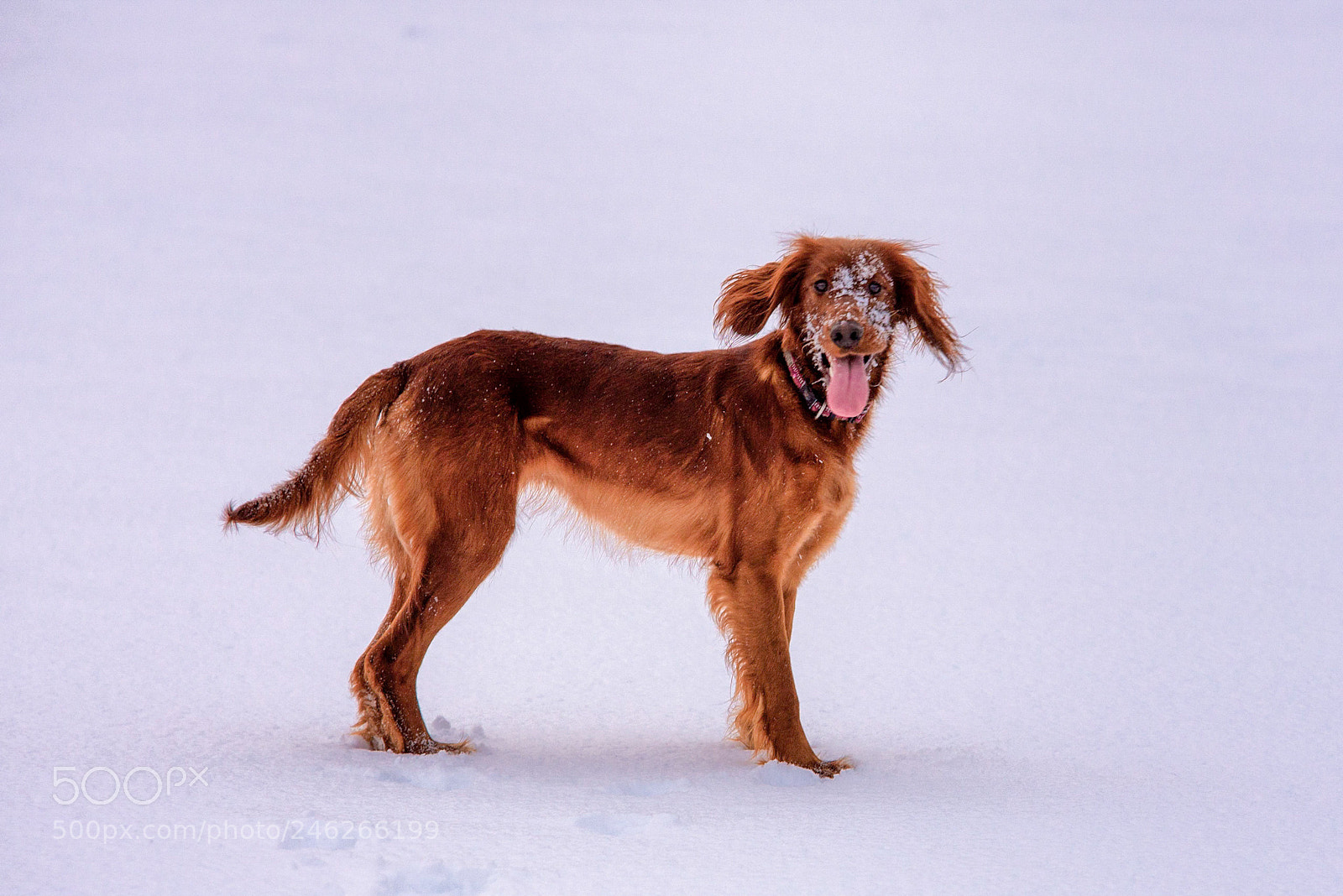 Nikon D610 sample photo. Red on white photography