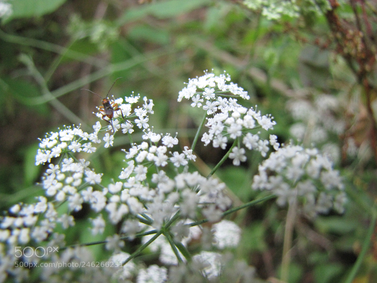 Canon PowerShot SX10 IS sample photo. Img photography
