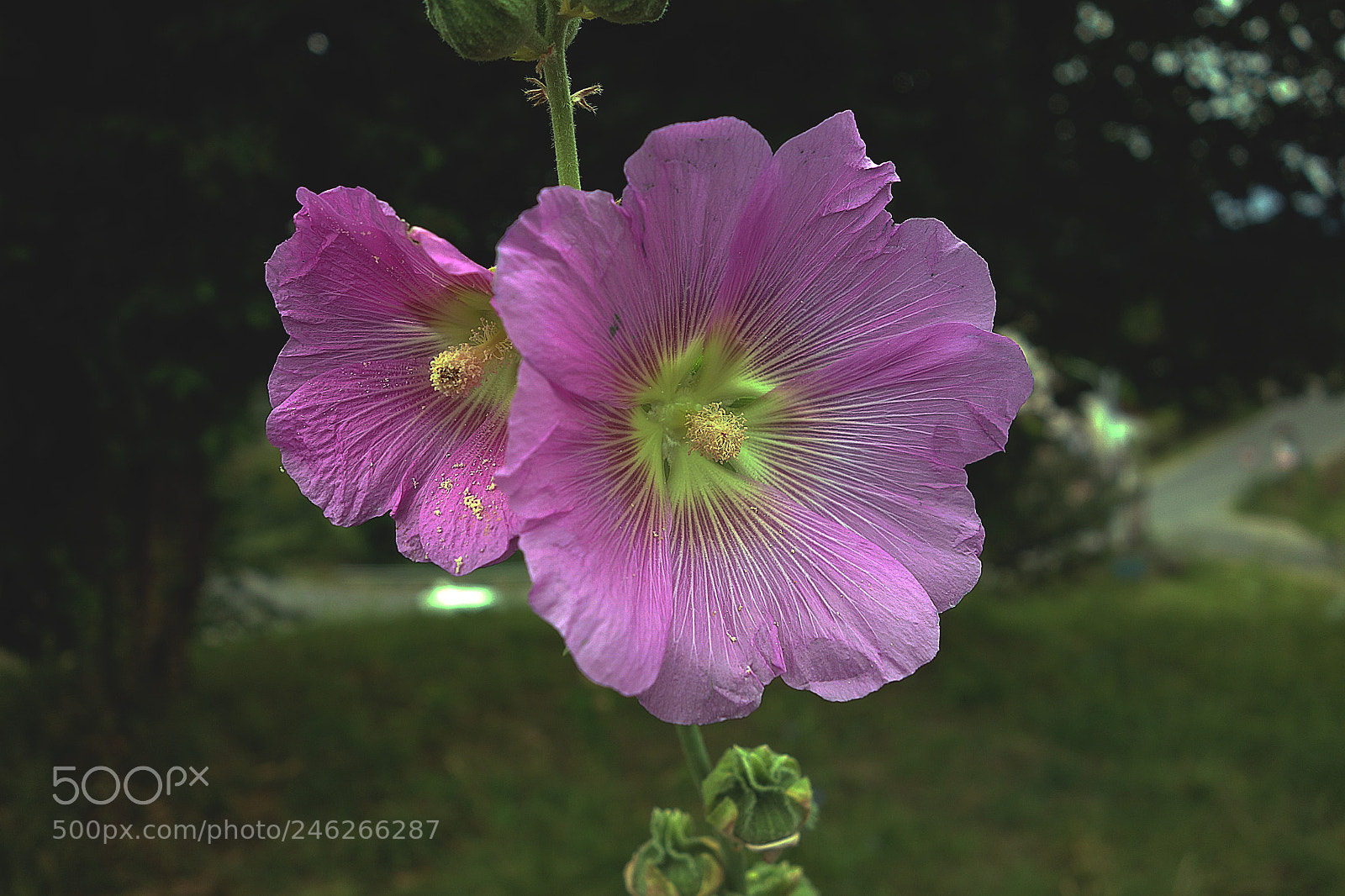Sony Cyber-shot DSC-RX100 sample photo. Ibiscus photography
