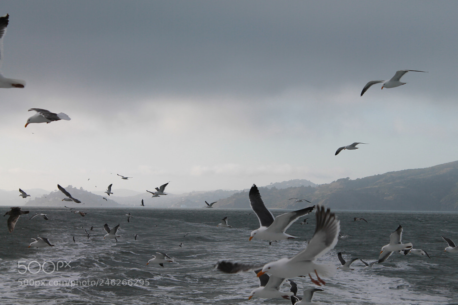 Canon EOS 1100D (EOS Rebel T3 / EOS Kiss X50) sample photo. Seagulls feeding on chopped photography