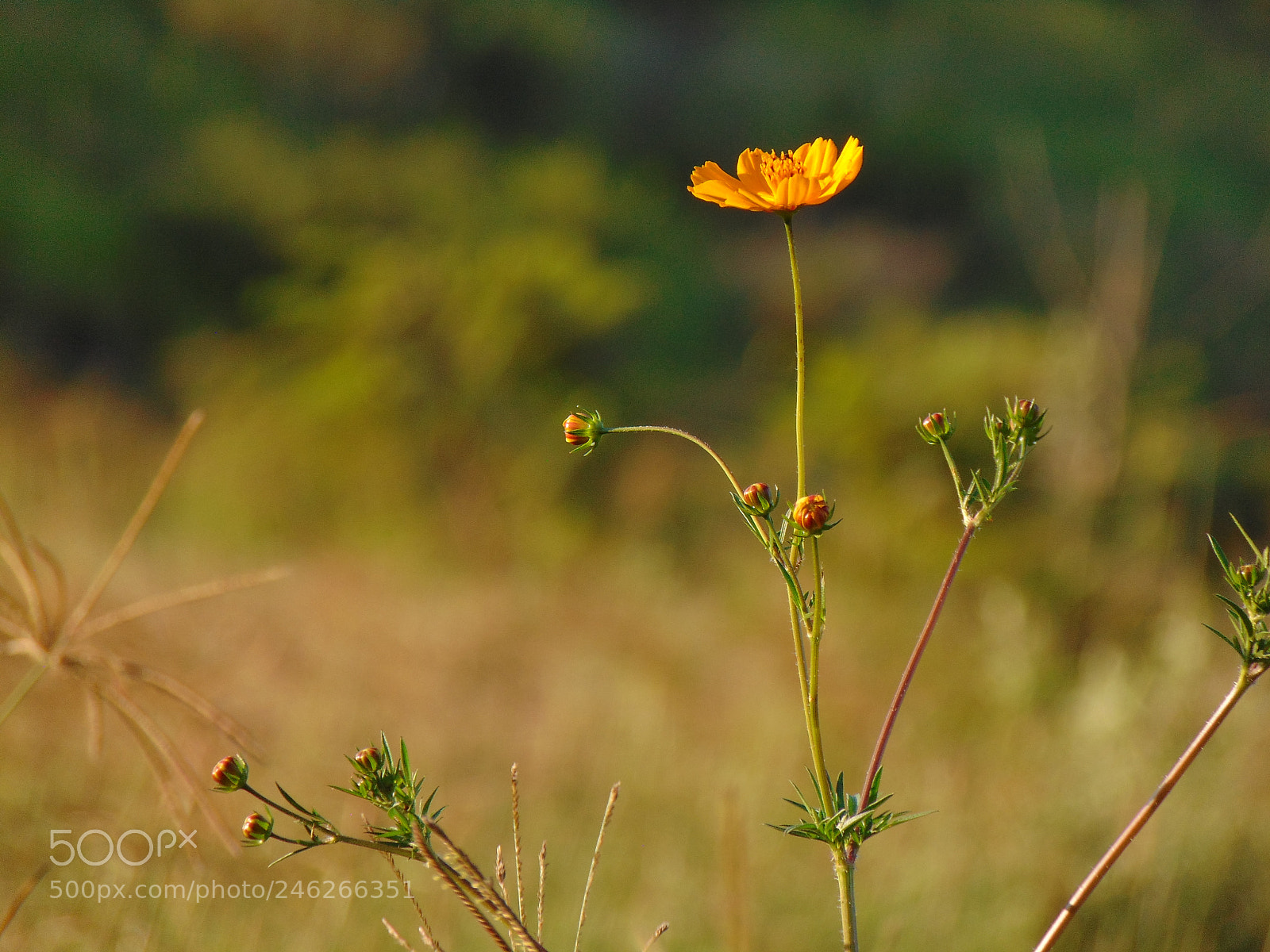 Sony Cyber-shot DSC-H300 sample photo. Alto desarrollo. photography