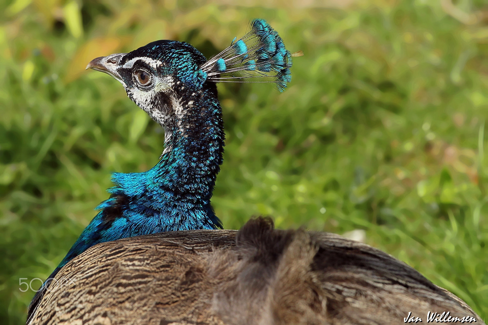 Canon EF 300mm F2.8L IS II USM sample photo. Peacock photography