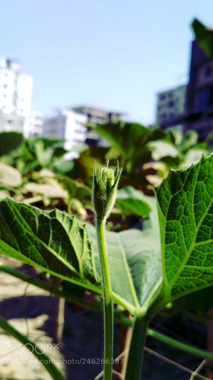 Xiaomi Redmi 3S sample photo. Wish photography