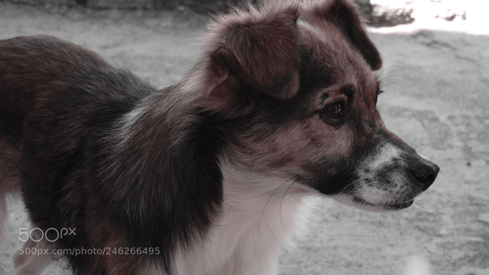 Sony Cyber-shot DSC-H300 sample photo. Beethoven. photography