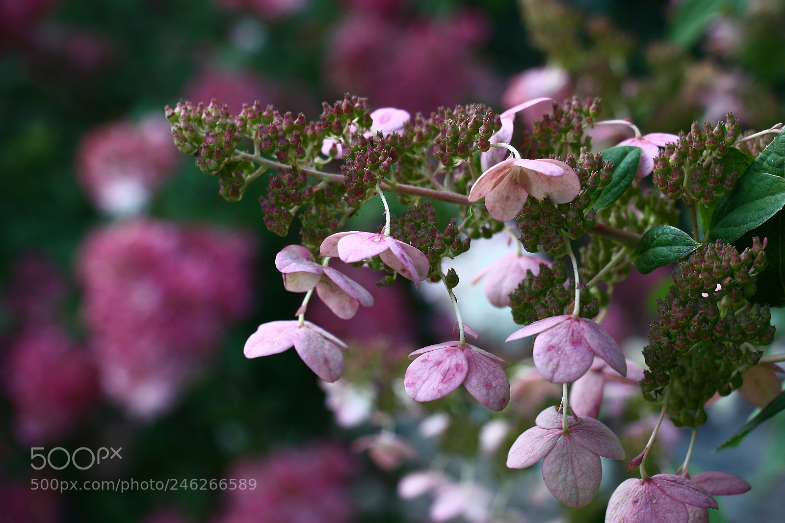 Canon EOS 450D (EOS Rebel XSi / EOS Kiss X2) sample photo. Light hydrangea in violet photography