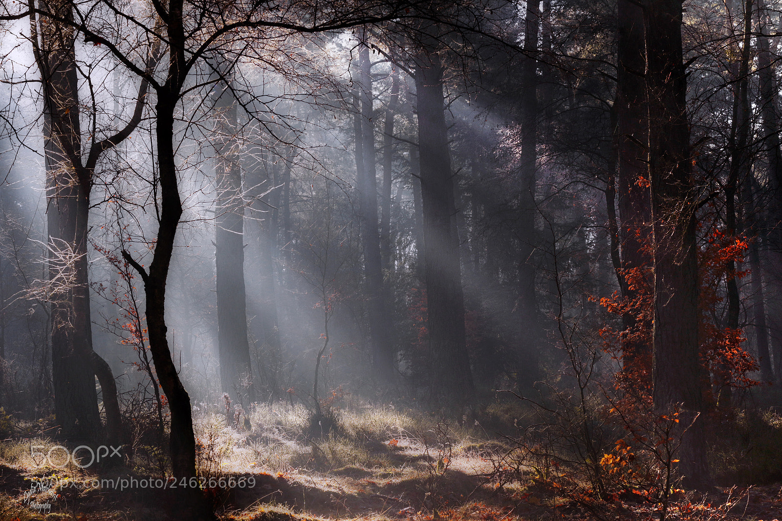 Canon EOS 7D Mark II sample photo. Frozen forest photography