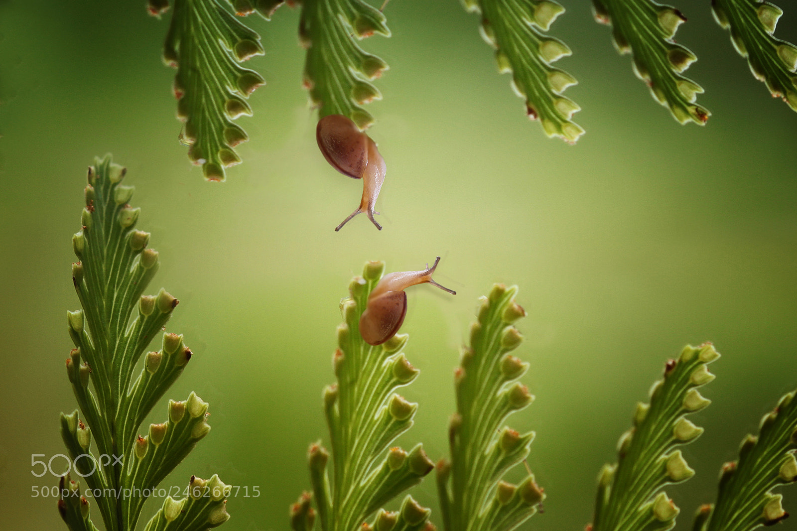 Canon EOS 7D sample photo. Snail photography