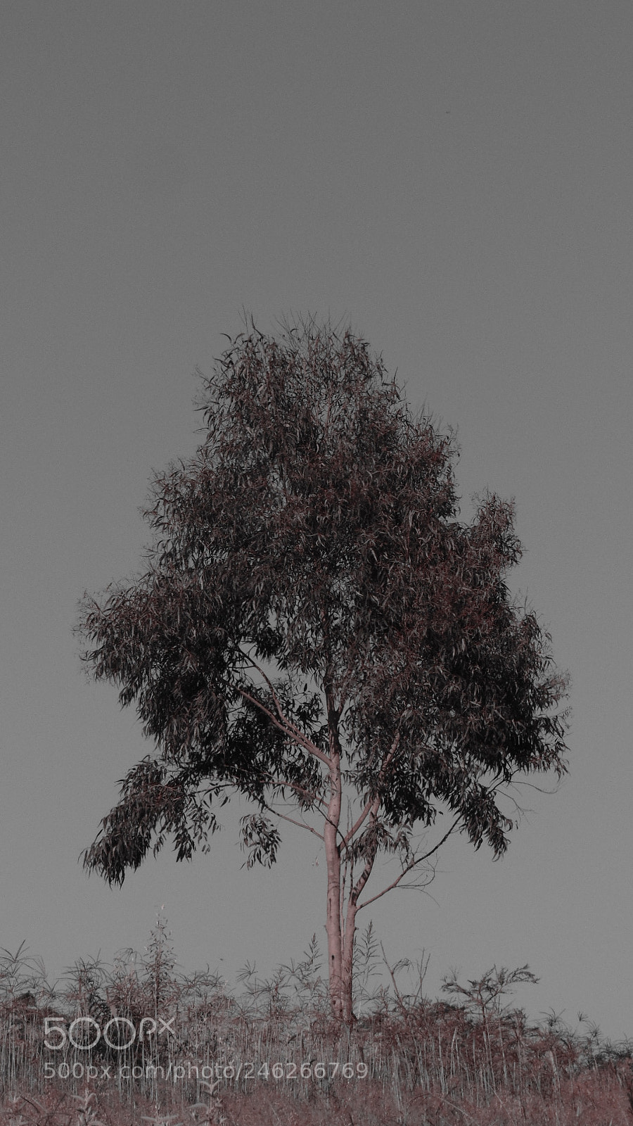 Sony Cyber-shot DSC-H300 sample photo. Solo. photography
