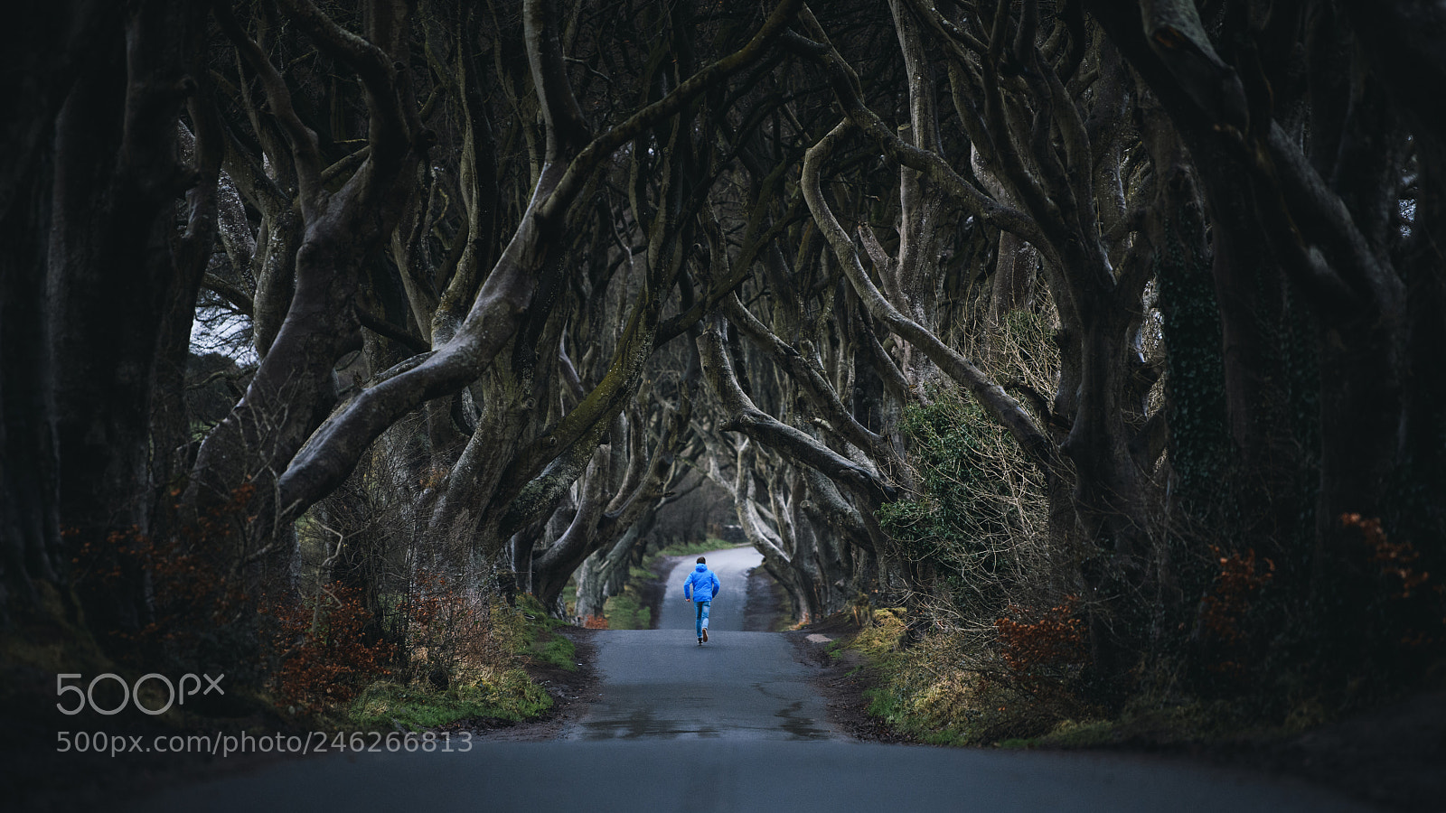 Nikon D850 sample photo. Kings road photography