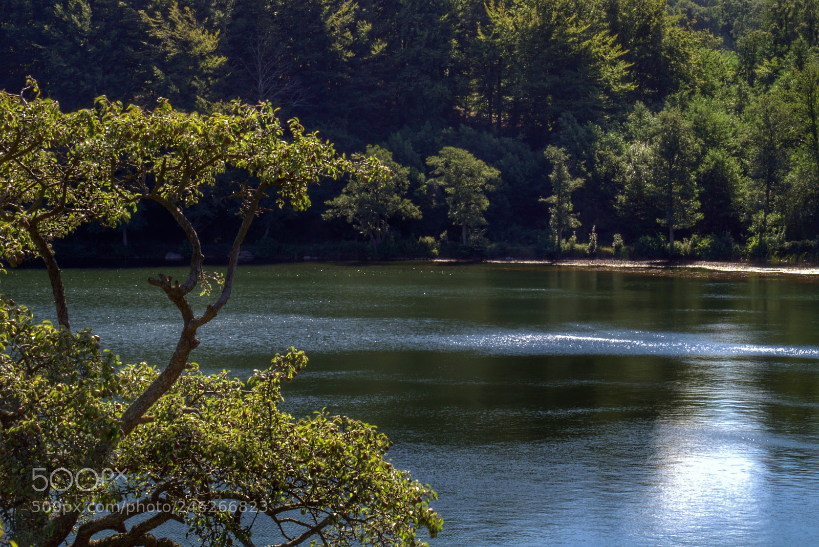 Sony SLT-A58 sample photo. Forest lake photography