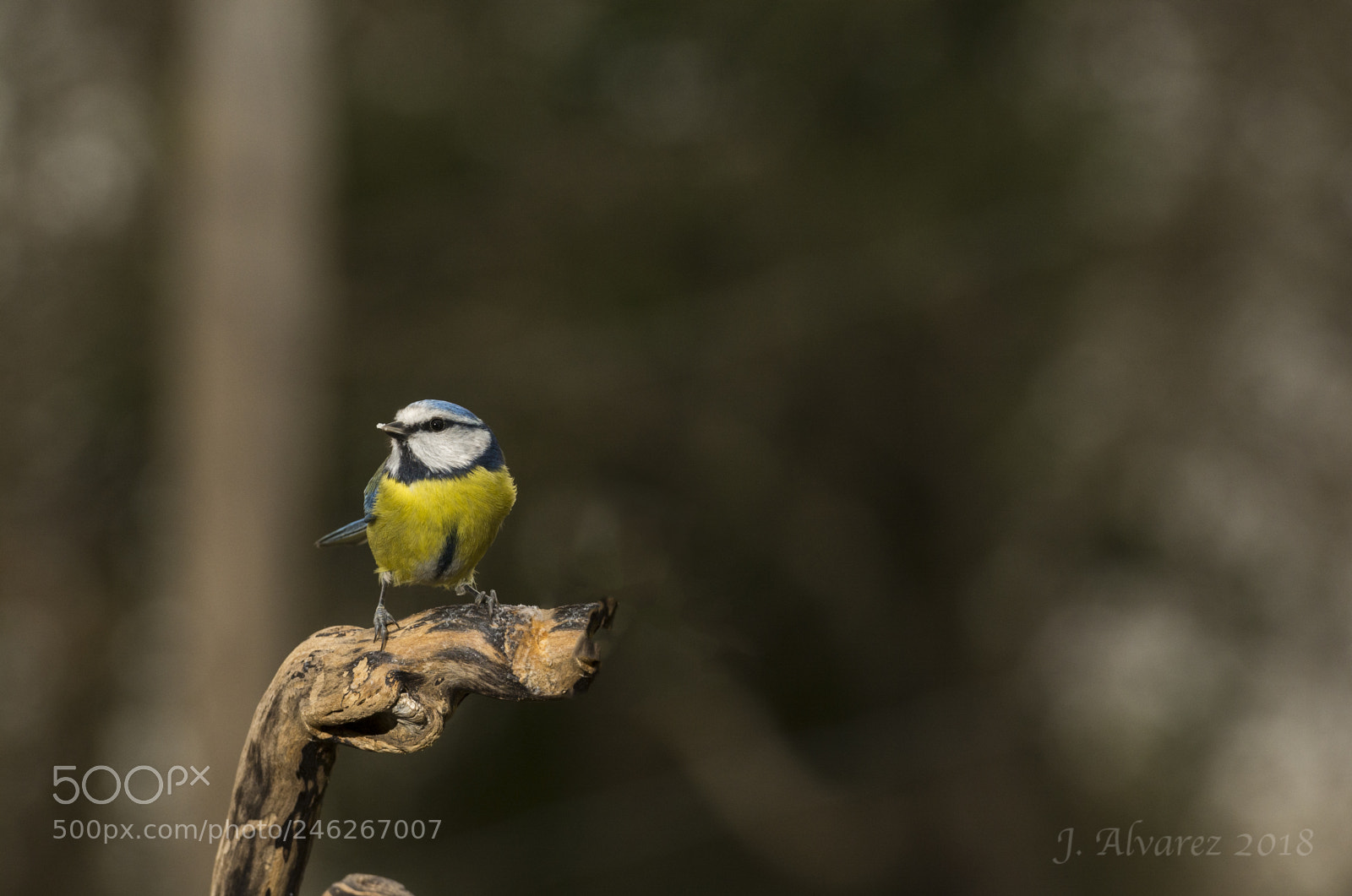 Nikon D7100 sample photo. Herrerillo com n -cyanistes photography