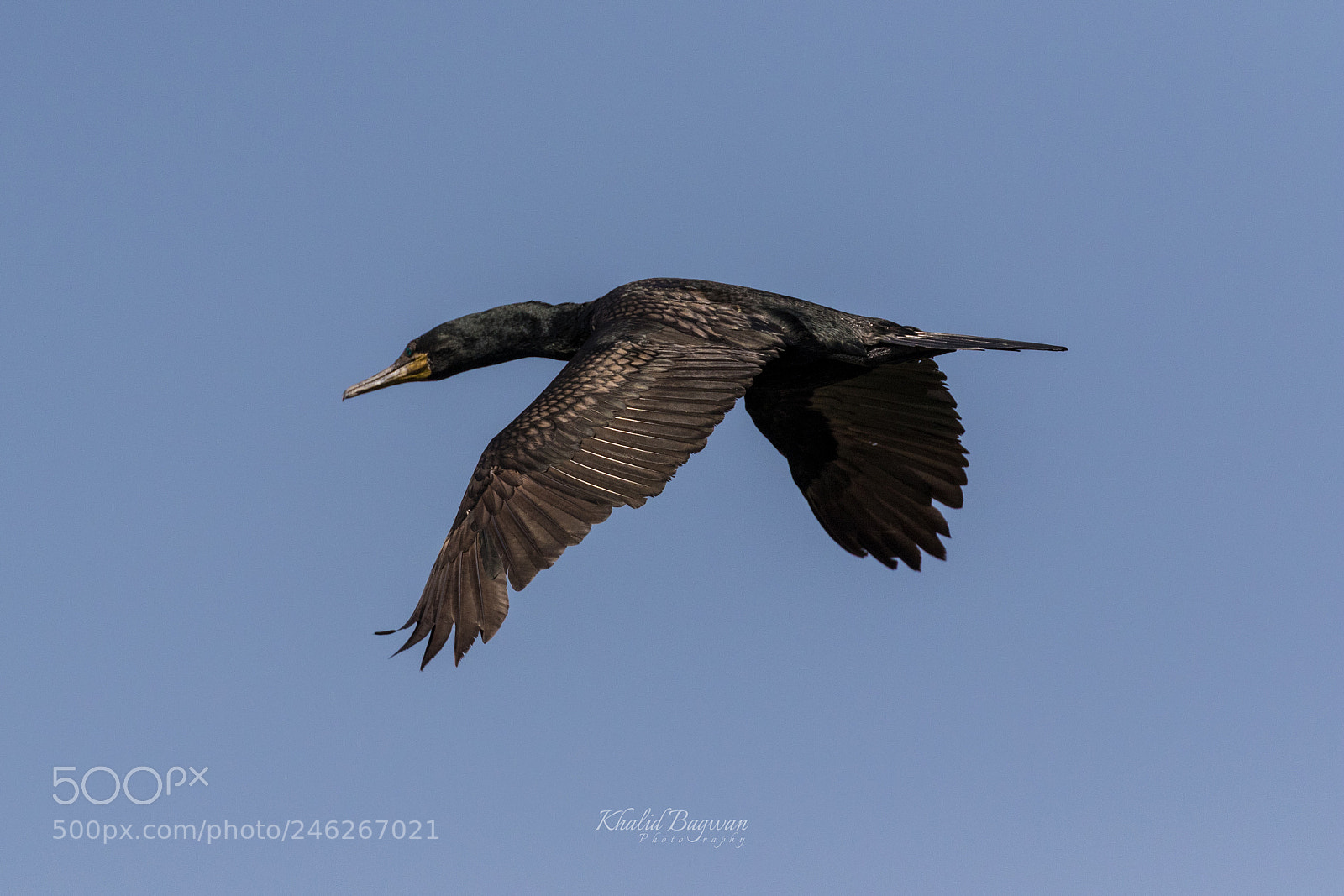 Canon EOS 7D Mark II sample photo. Indian cormorant photography