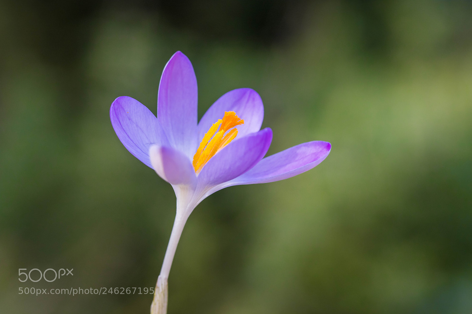 Canon EOS 6D Mark II sample photo. First crocus photography