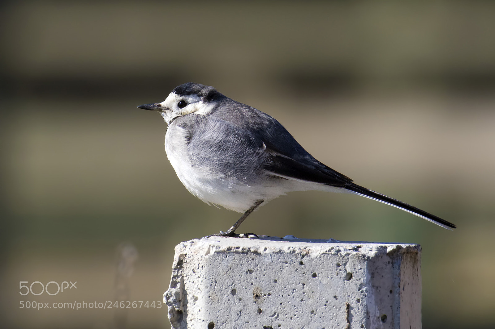 Canon EOS 7D Mark II sample photo. White-tail swinging photography