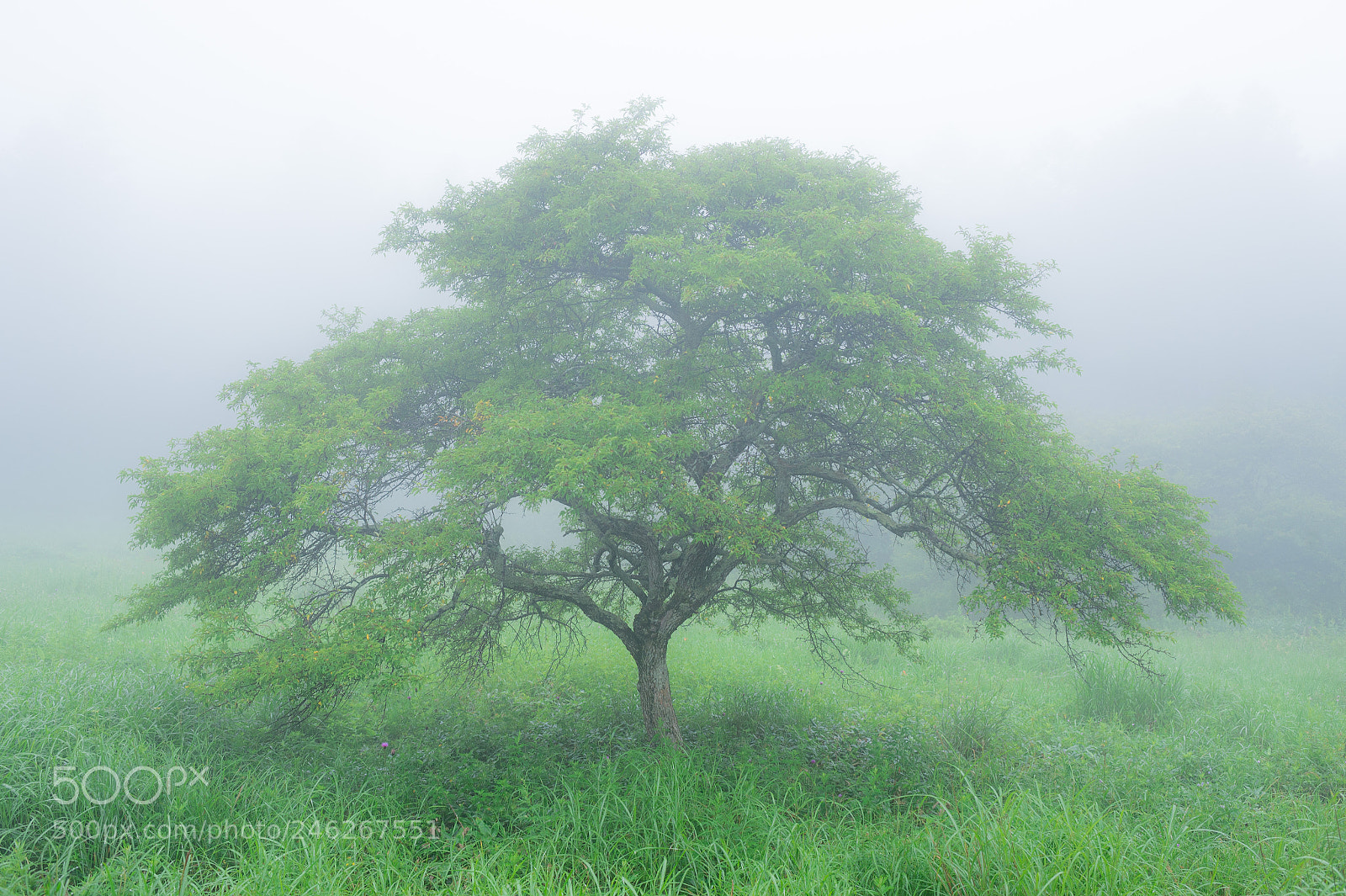 Nikon D4 sample photo. A tree photography