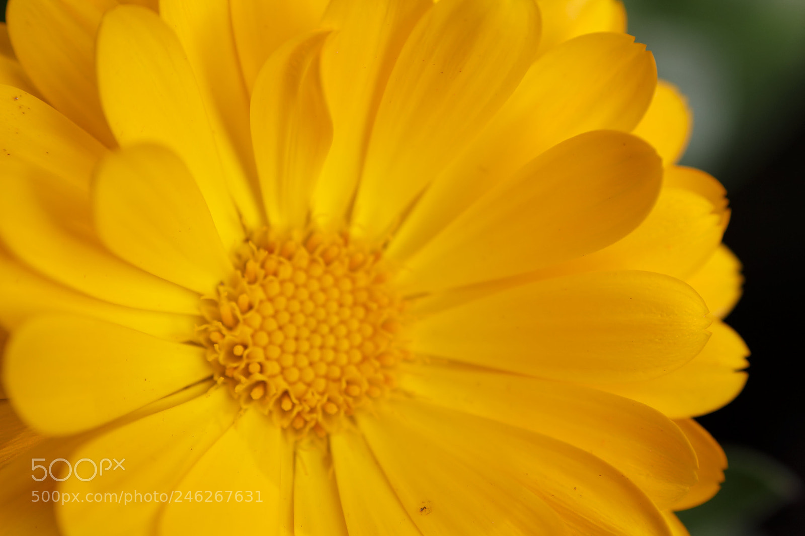Canon EOS 700D (EOS Rebel T5i / EOS Kiss X7i) sample photo. Untitled photography