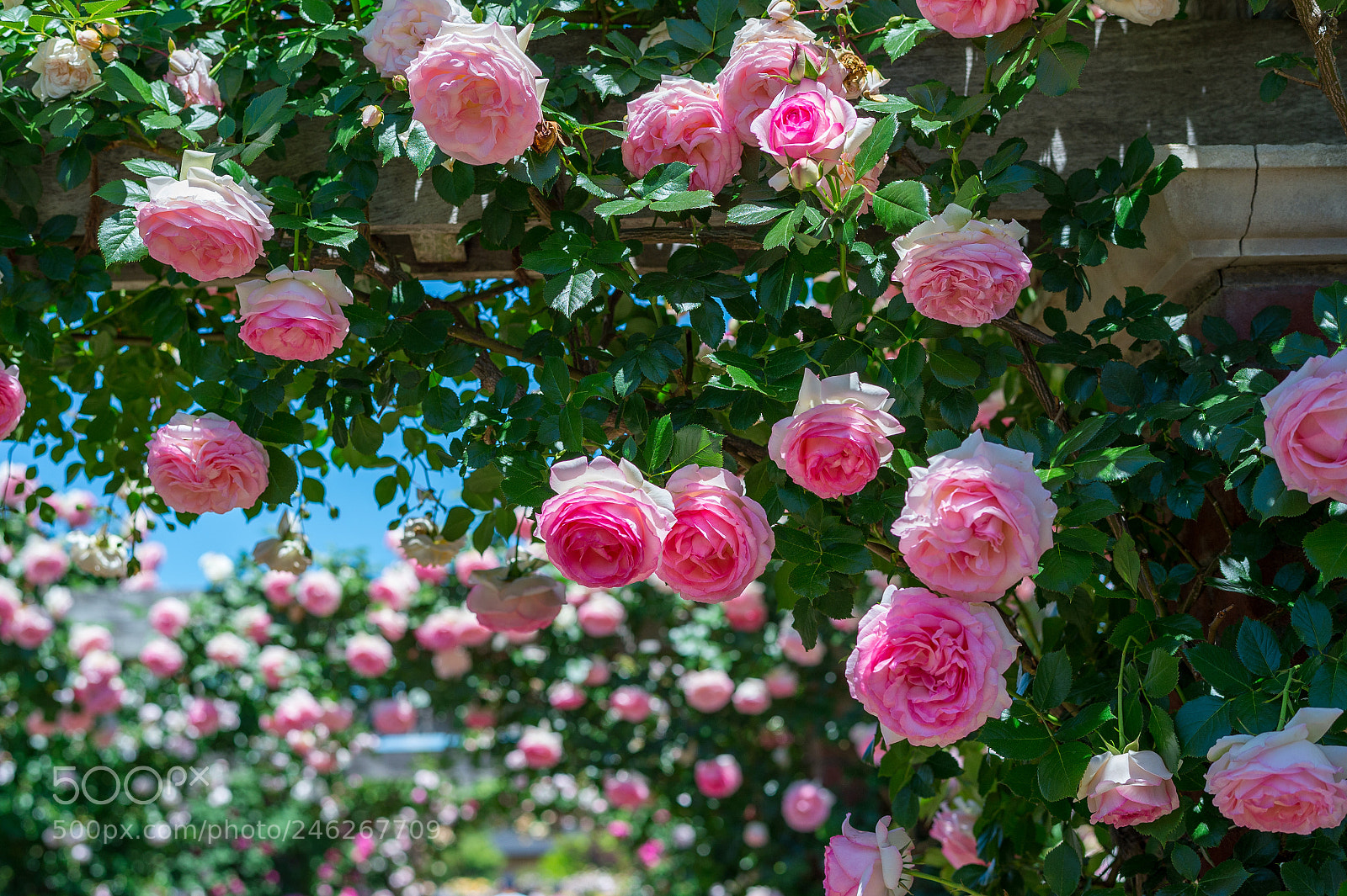 Nikon D4 sample photo. Rose pierre de ronsard photography
