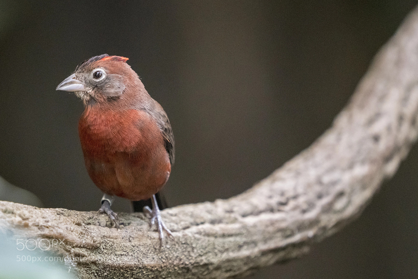 Sony a7R III sample photo. Red-crested finch photography