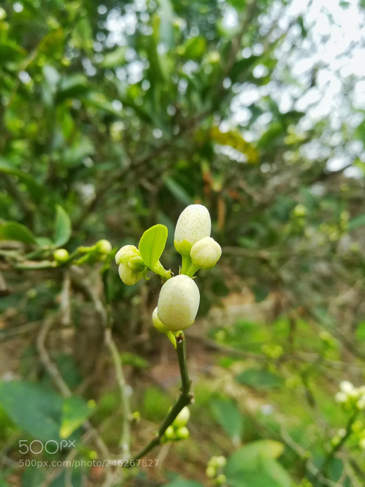 HUAWEI GR5 2017 sample photo. Untitled photography