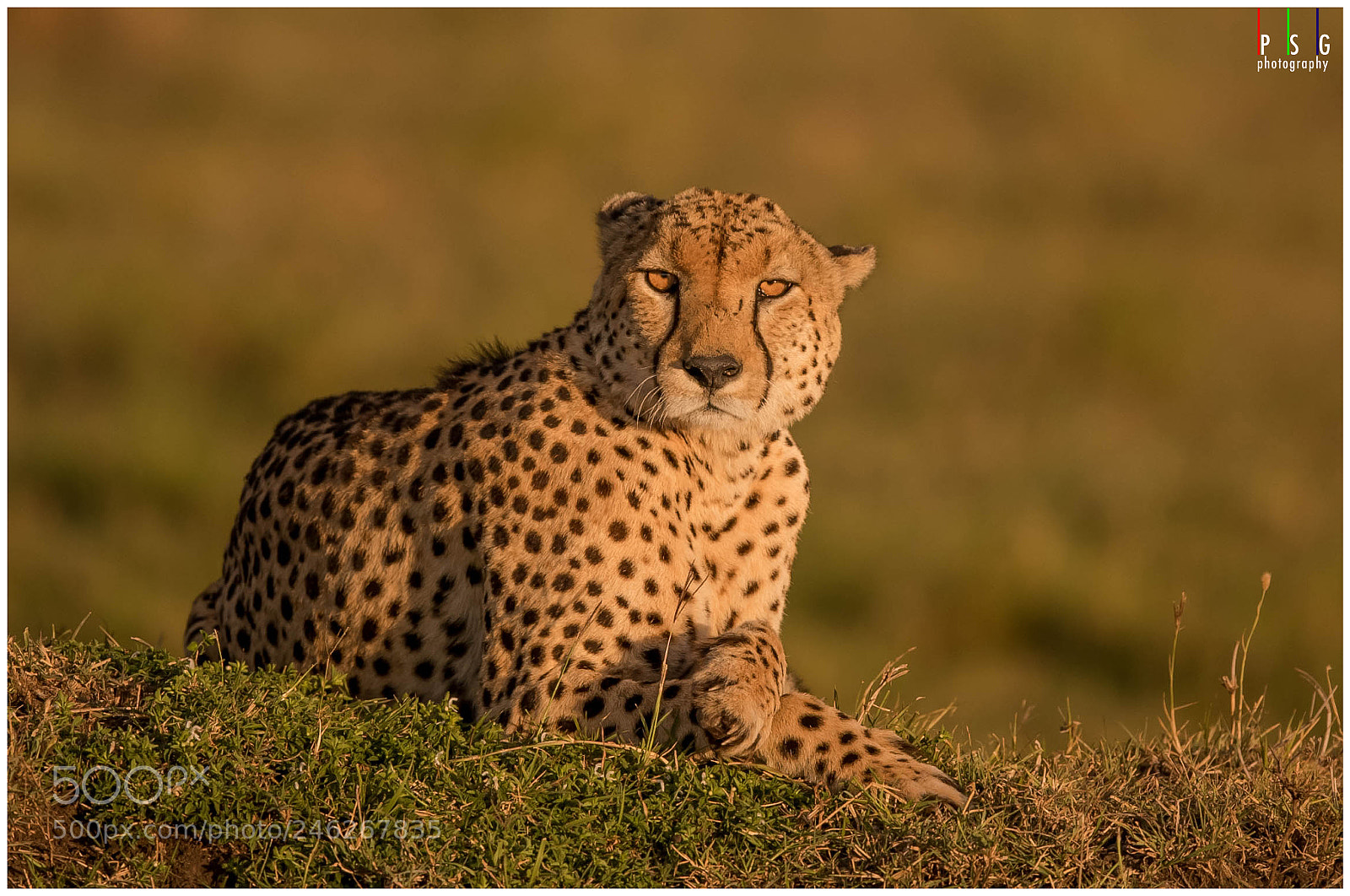Nikon D5 sample photo. A male cheetah basking photography