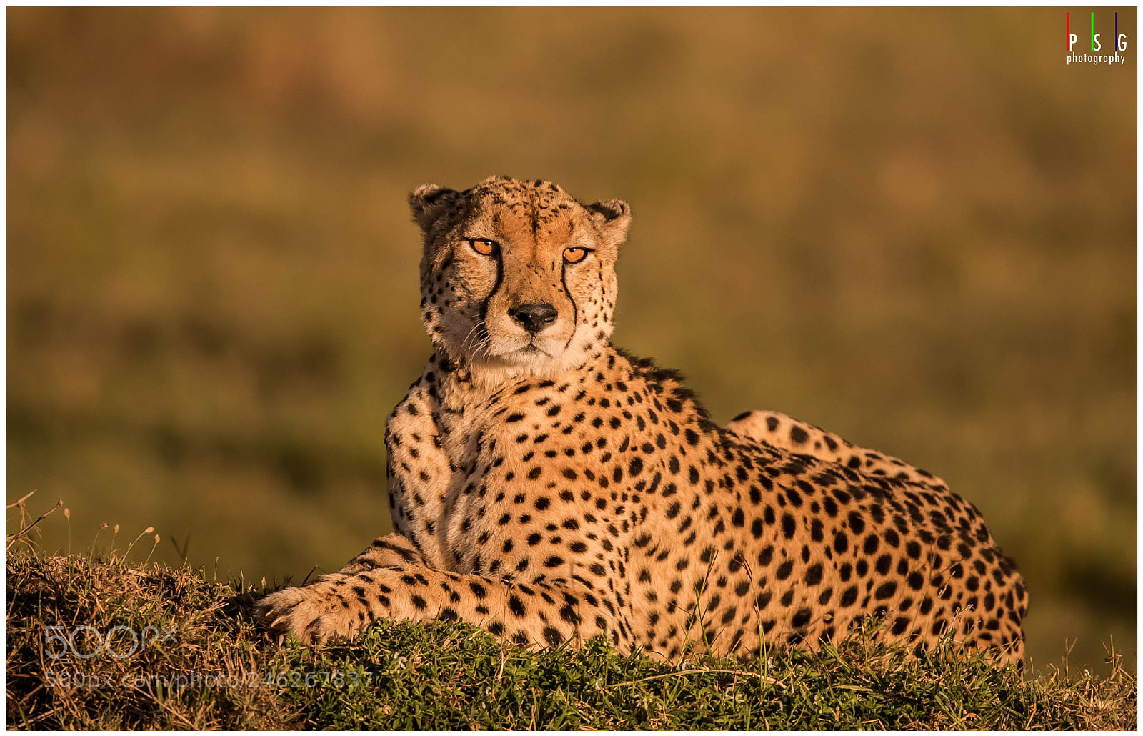 Nikon D5 sample photo. A male cheetah basking photography