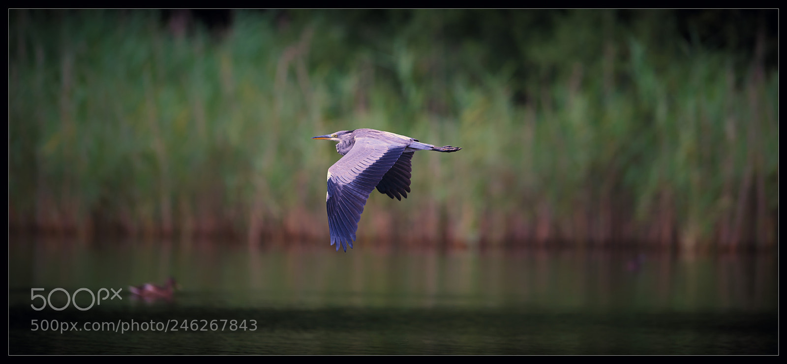 Nikon D810 sample photo. En vol photography