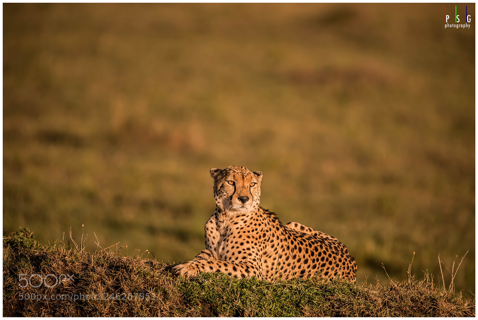 Nikon D5 sample photo. A male cheetah basking photography