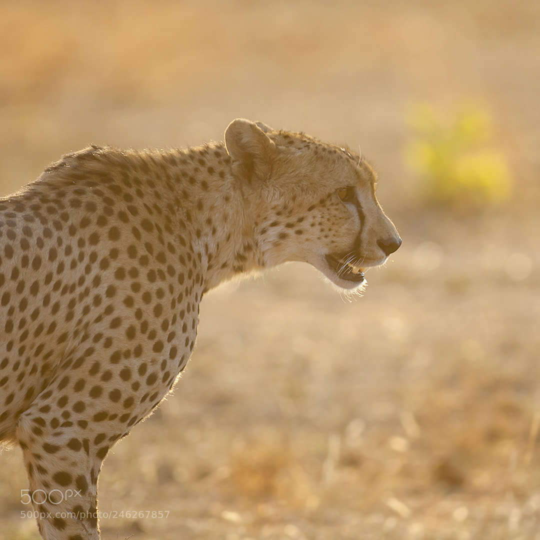 Canon EOS-1D Mark III sample photo. Wild and free photography