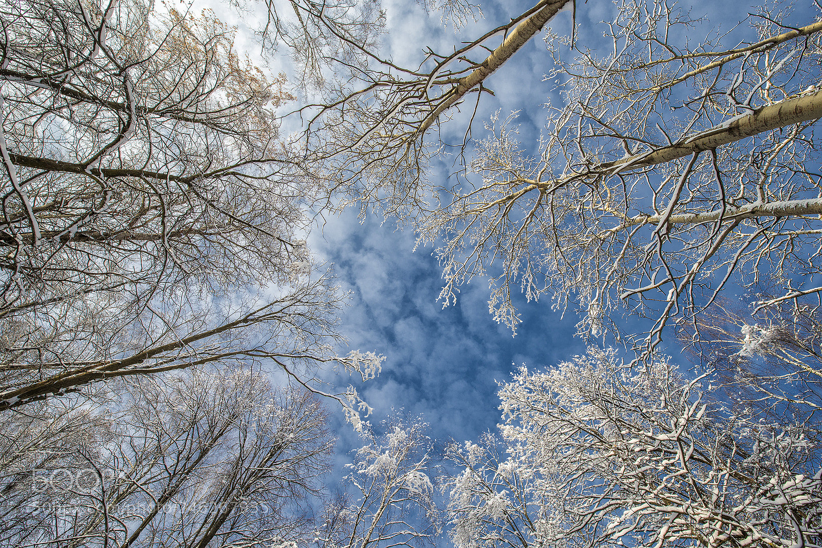 Nikon D800 sample photo. Russian winter photography