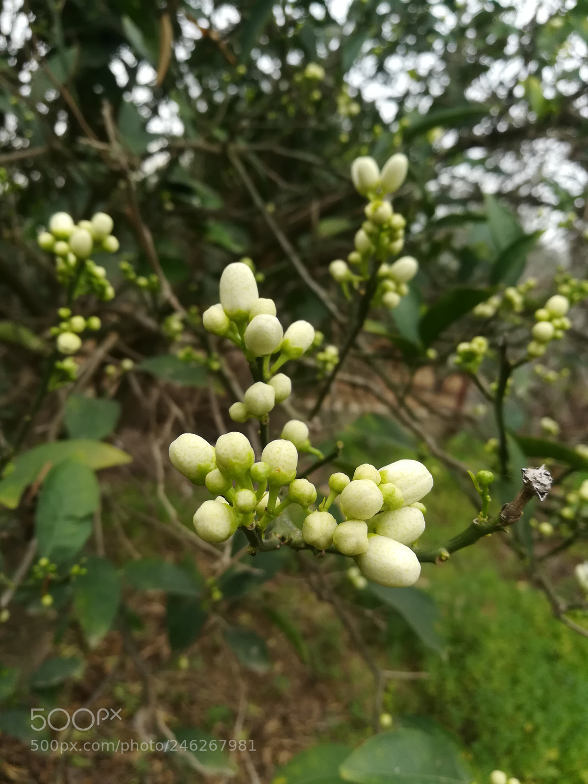HUAWEI GR5 2017 sample photo. Untitled photography