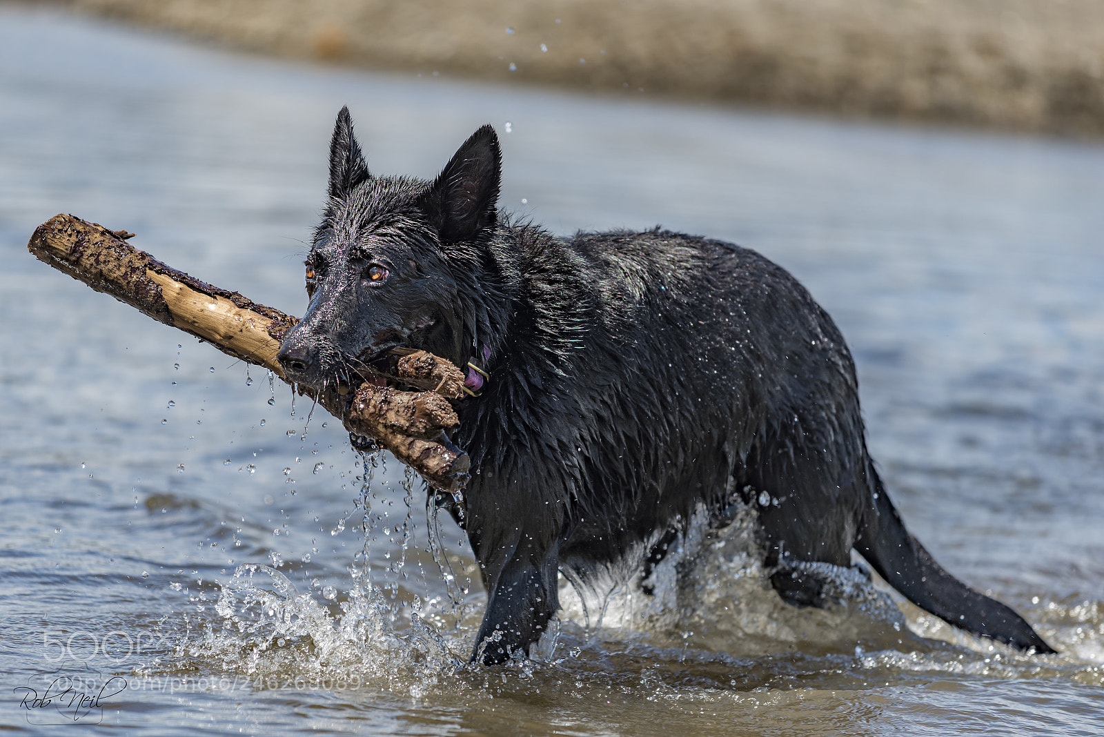 Nikon D800 sample photo. Black german shepherd photography
